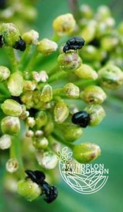 BAYER Decis Mega (50EW) - zwalcza mszyce stonkę skrzypionki słodyszki bielinki i inne