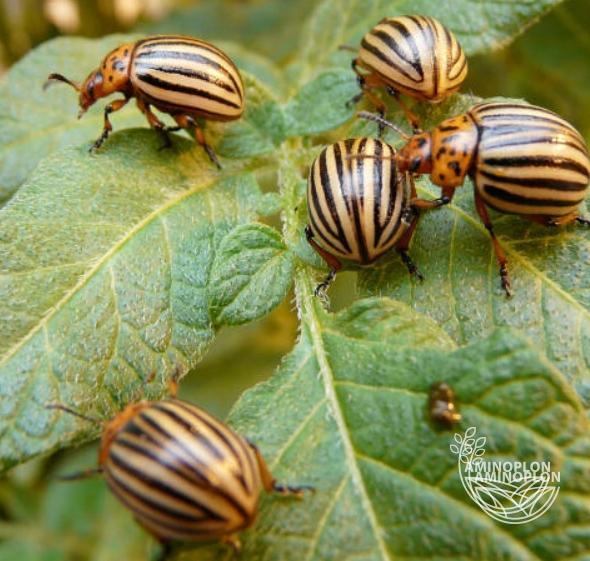 BAYER Decis Mega (50EW) - zwalcza mszyce stonkę skrzypionki słodyszki bielinki i inne