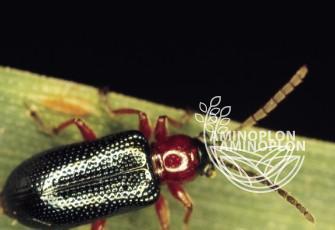 BAYER Decis Mega (50EW) - zwalcza mszyce stonkę skrzypionki słodyszki bielinki i inne