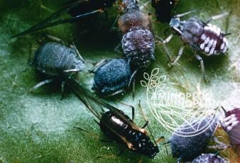 BAYER Decis Mega (50EW) - zwalcza mszyce stonkę skrzypionki słodyszki bielinki i inne