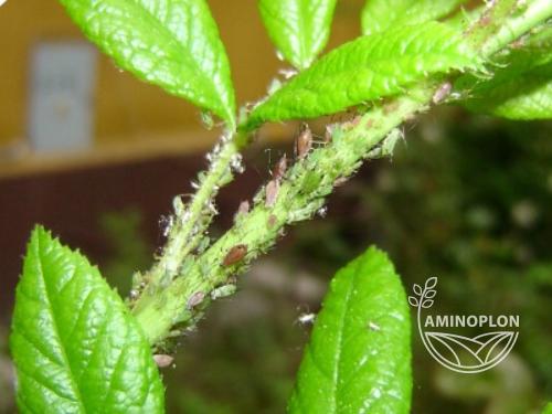 BAYER Deltam (15EW) insektycyd z deltametryną na stonkę, mszyce, bielinka i inne szkodniki