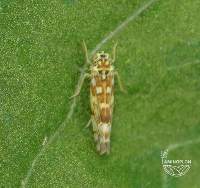 BAYER Deltam (15EW) insektycyd z deltametryną na stonkę, mszyce, bielinka i inne szkodniki