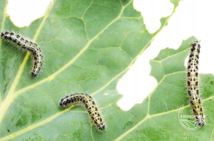 BAYER Deltam (15EW) insektycyd z deltametryną na stonkę, mszyce, bielinka i inne szkodniki