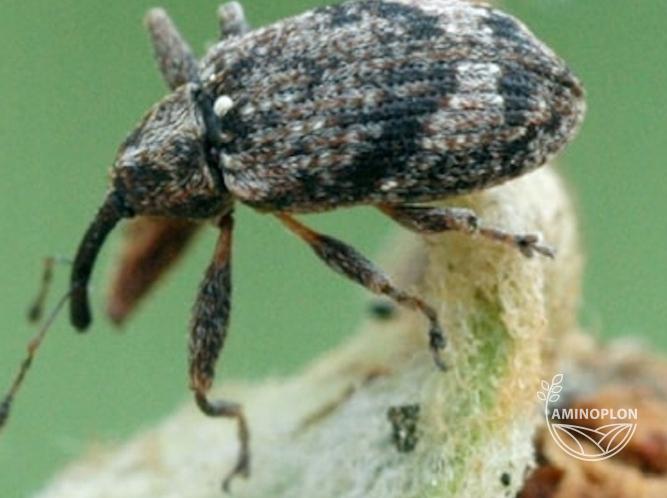 BAYER Deltam (15EW) insektycyd z deltametryną na stonkę, mszyce, bielinka i inne szkodniki