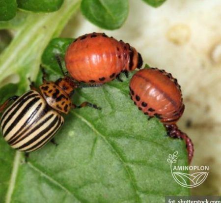 BAYER Deltam (15EW) insektycyd z deltametryną na stonkę, mszyce, bielinka i inne szkodniki