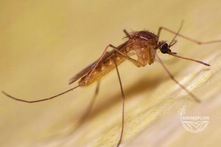 BROS Bagosel - oprysk na komary i kleszcze