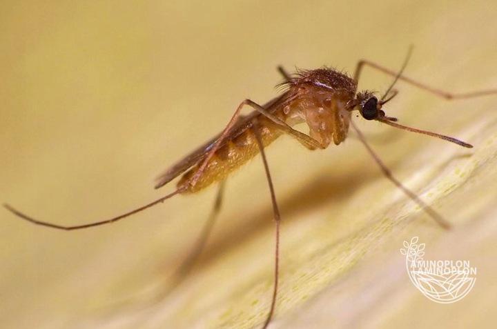 BROS elektro + płyn na muchy, komary i mrówki 3W1