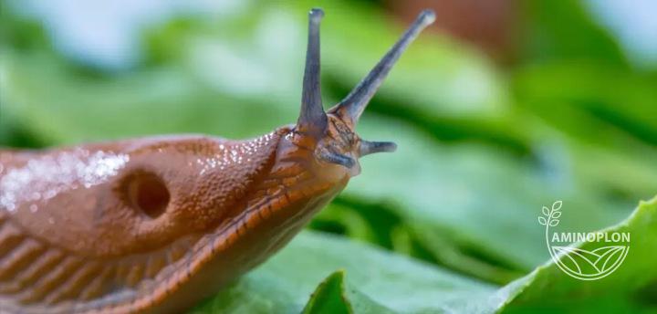 Molufries 5GB SUMIN - środek na ślimaki, trutka, granulat