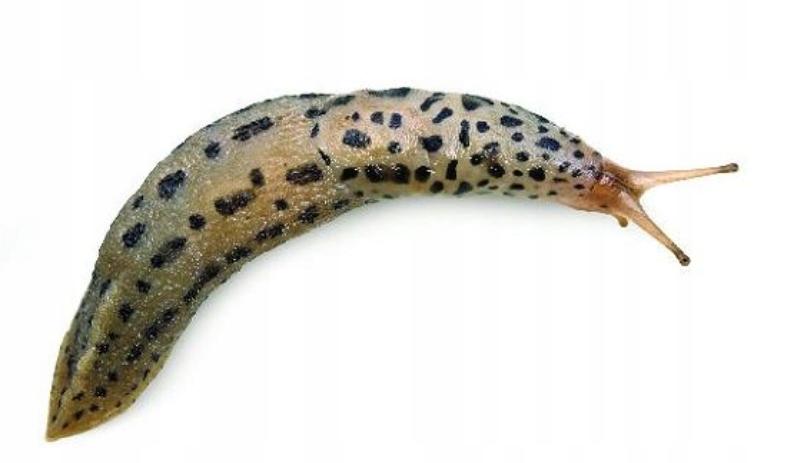 Molufries 5GB SUMIN - środek na ślimaki, trutka, granulat