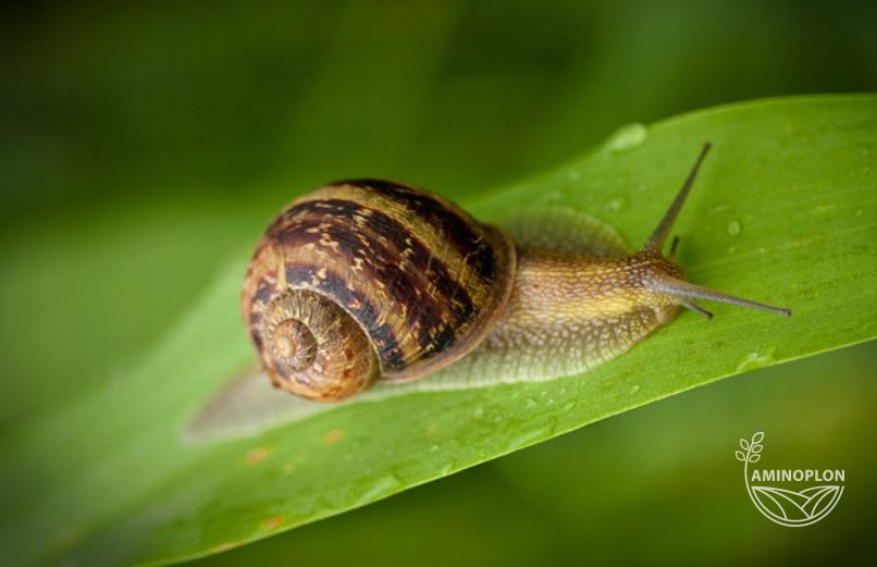 Molufries 5GB SUMIN - środek na ślimaki, trutka, granulat