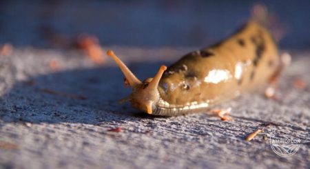 BROS SNACOL – granulat,  trutka na ślimaki