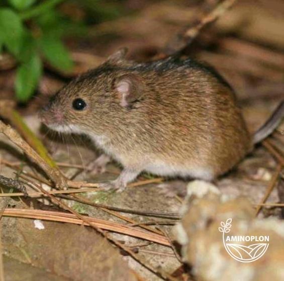 BROS Nornit trutka na nornice, myszy i szczury