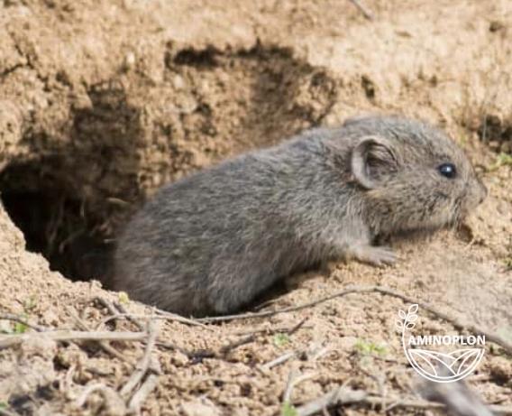 BROS Nornit trutka na nornice, myszy i szczury