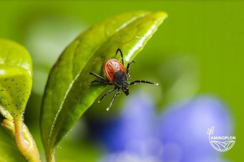 BROS spray na komary i kleszcze 50% DEET (tropikalny)