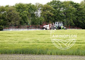 jak zwalczyć miotłę zbożową