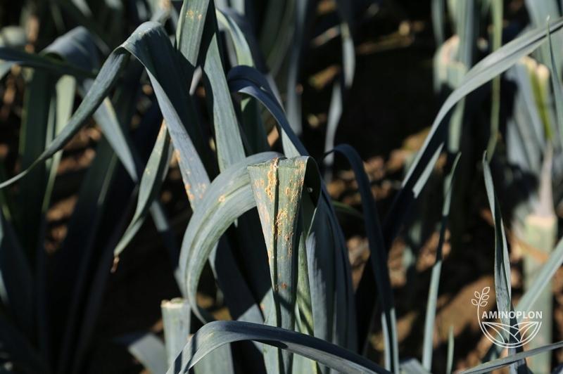 SYNGENTA Amistar (250SC) - na szarą pleśń, mączniaka, rdzę