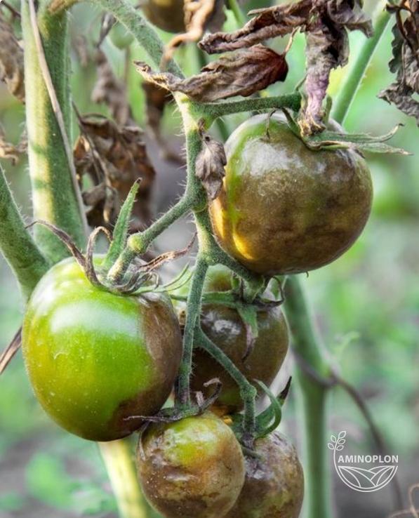 SYNGENTA Amistar (250SC) - na szarą pleśń, mączniaka, rdzę