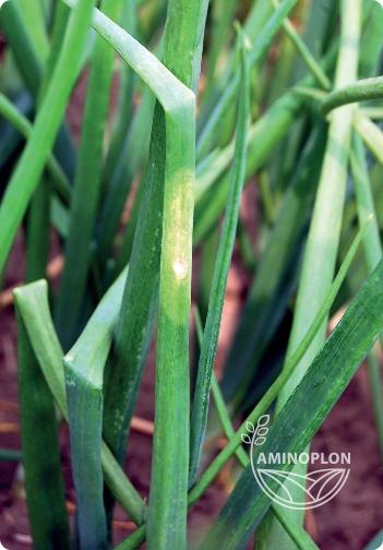 SYNGENTA Amistar (250SC) - na szarą pleśń, mączniaka, rdzę