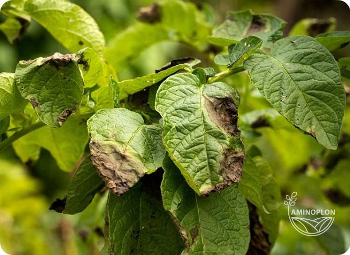 SYNGENTA Amistar (250SC) - na szarą pleśń, mączniaka, rdzę