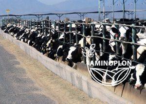 Drożdże dla zwierząt hodowlanych