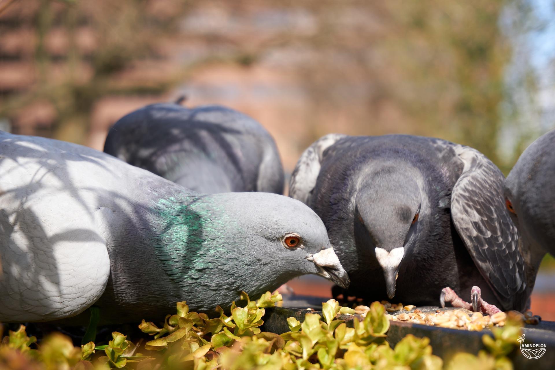 You are currently viewing Co jedzą gołębie? Kilka słów o prawidłowym żywieniu ptactwa hodowlanego