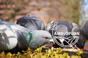 DOLFOS DOLVIT LĘGI - mieszanka uzupełniająca na okres lęgowy gołębii (witaminy, minerały, aminokwasy)