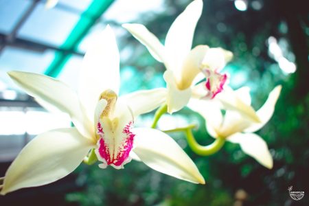 AGRECOL Orchid Strong – odżywka do storczyków, szybka regeneracja, obfite kwitnienie
