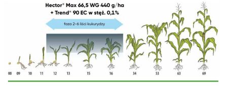 CORTEVA Hector Max (66,5WG) 330g + Trend (EC) 150 ml – powschodowe zwalczanie chwastów jedno i dwuliściennych w kukurydzy