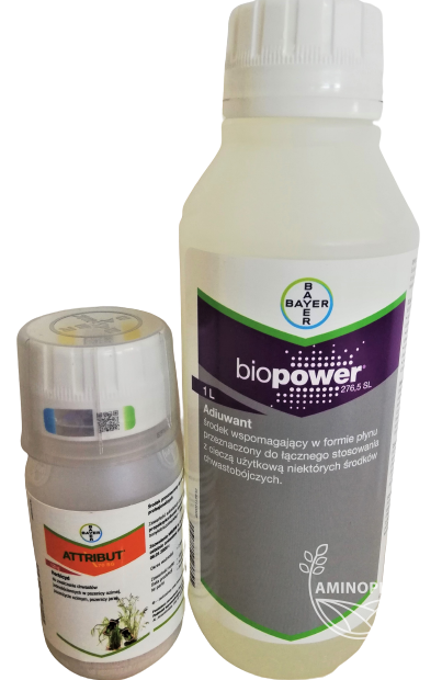 BAYER Attribut (70SG) 120g + Biopower (276,5SL) 1L - powschodowe zwalczanie chwastów jednoliściennych w pszenicy ozimej, jarej, pszenżycie ozimym