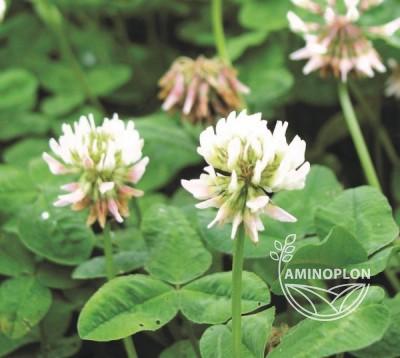 ROMENA Koniczyna biała 1kg - roślina darniotwórcza, składnik paszy, na sianokiszonkę, na zielonkę