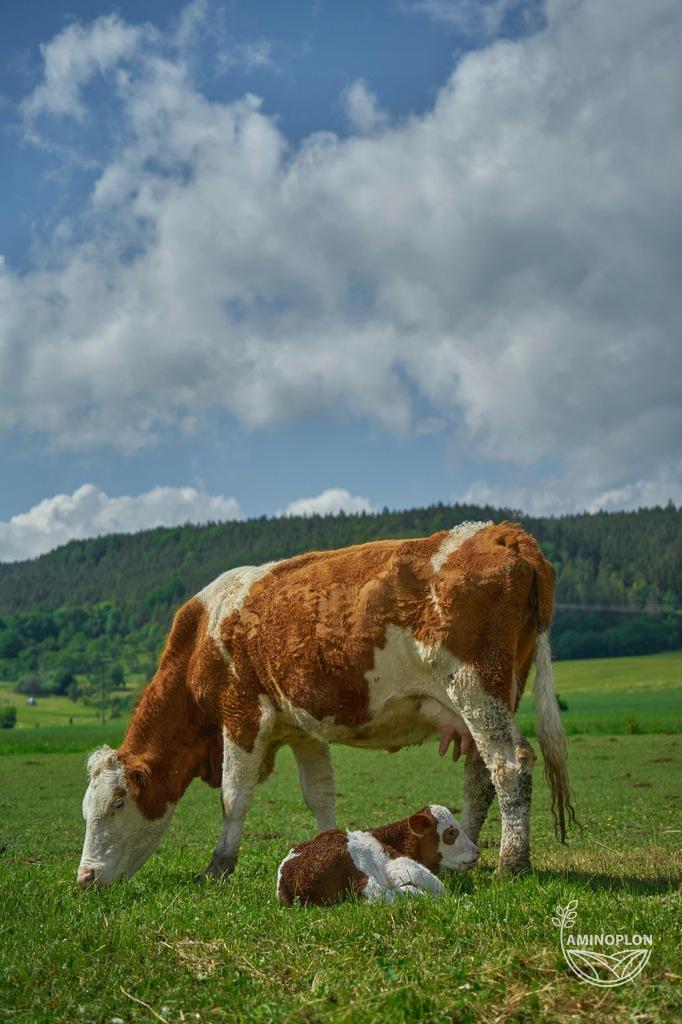 INTERMAG Pidolac - na zaleganie poporodowe bydła, hipokalcemię, profilaktyka ketozy *mat paszowe*
