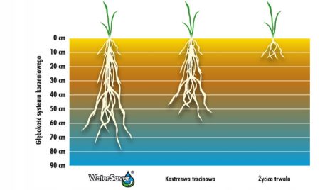 BARENBRUG Trawa Dry & Strong – nasiona traw odpornych na suszę mniejsze ryzyko przesuszenia i rzadsze podlewanie