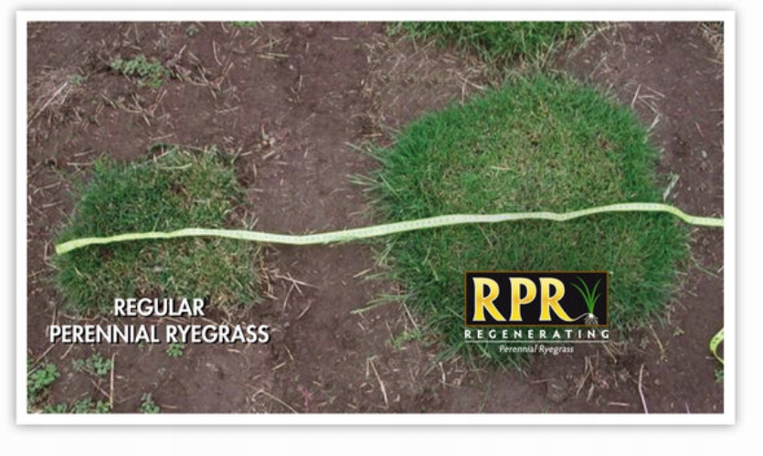 BARENBRUG Trawa Play & Sport - nasiona traw mieszanka odporna na deptanie